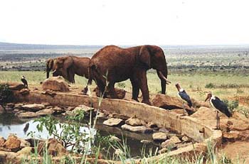 elefant