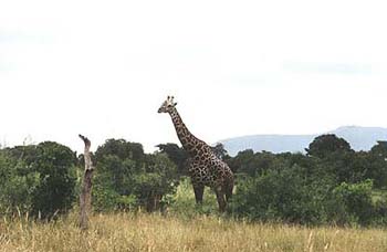 giraffe